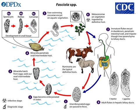  Fasciola hepatica: Bir Parazit Canlısı ve Hayvan Ev Sahiplerinin Gizli Dünyası!