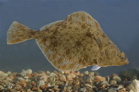  Japanese Flounder: Can a Flatfish That Lives on its Side Ever Get Tired of Lying Down?