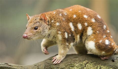  Quoll! A Tiny Marsupial with an Unexpectedly Huge Appetite